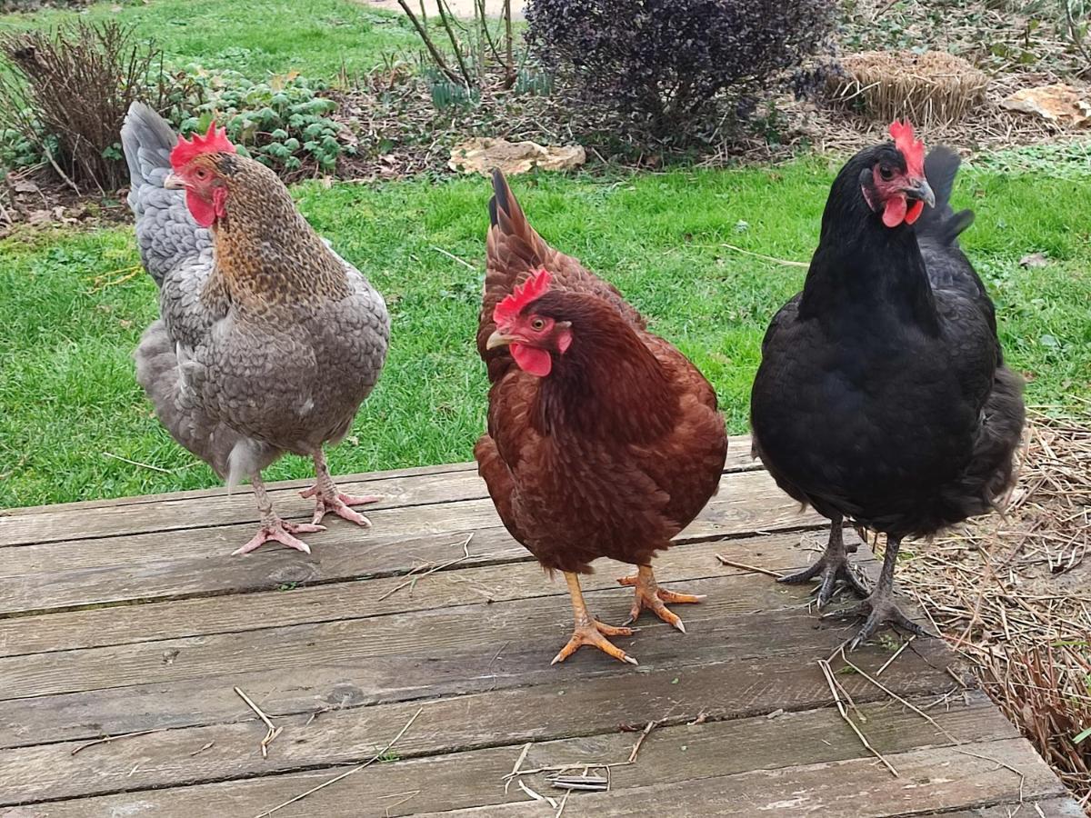 Вилла Au Jardin De La Marquetterie Cigogne Экстерьер фото