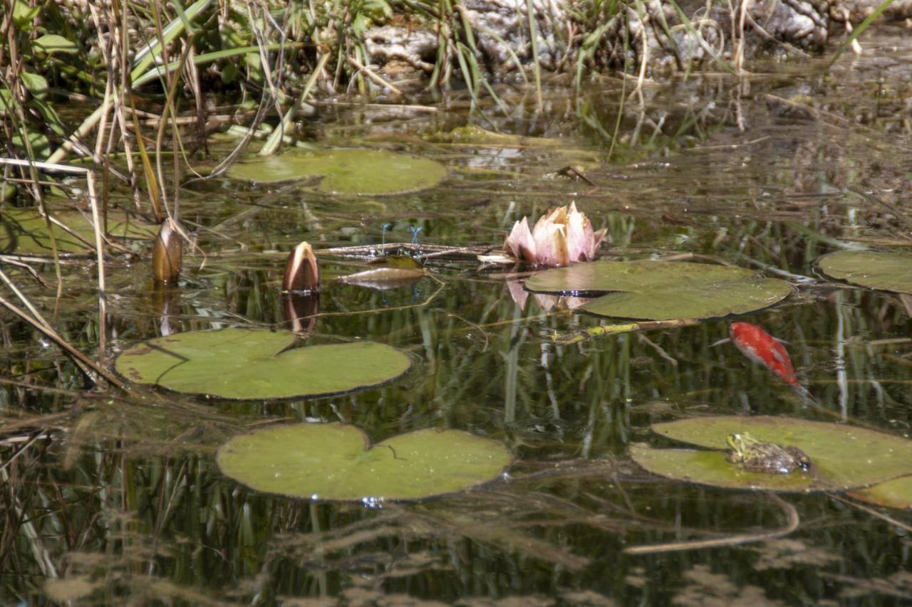 Вилла Au Jardin De La Marquetterie Cigogne Экстерьер фото
