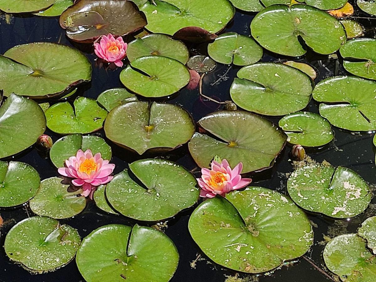 Вилла Au Jardin De La Marquetterie Cigogne Экстерьер фото